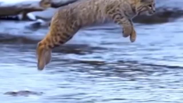 Tiger Pub Jump | Viral Animals Video Clip | Funny Animals YouTube #Shorts