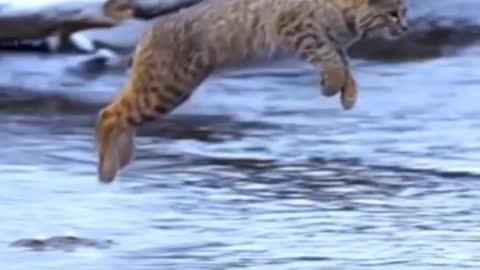 Tiger Pub Jump | Viral Animals Video Clip | Funny Animals YouTube #Shorts