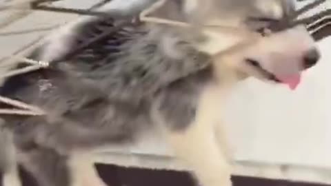 Cute dog relaxing 馃グ #shorts