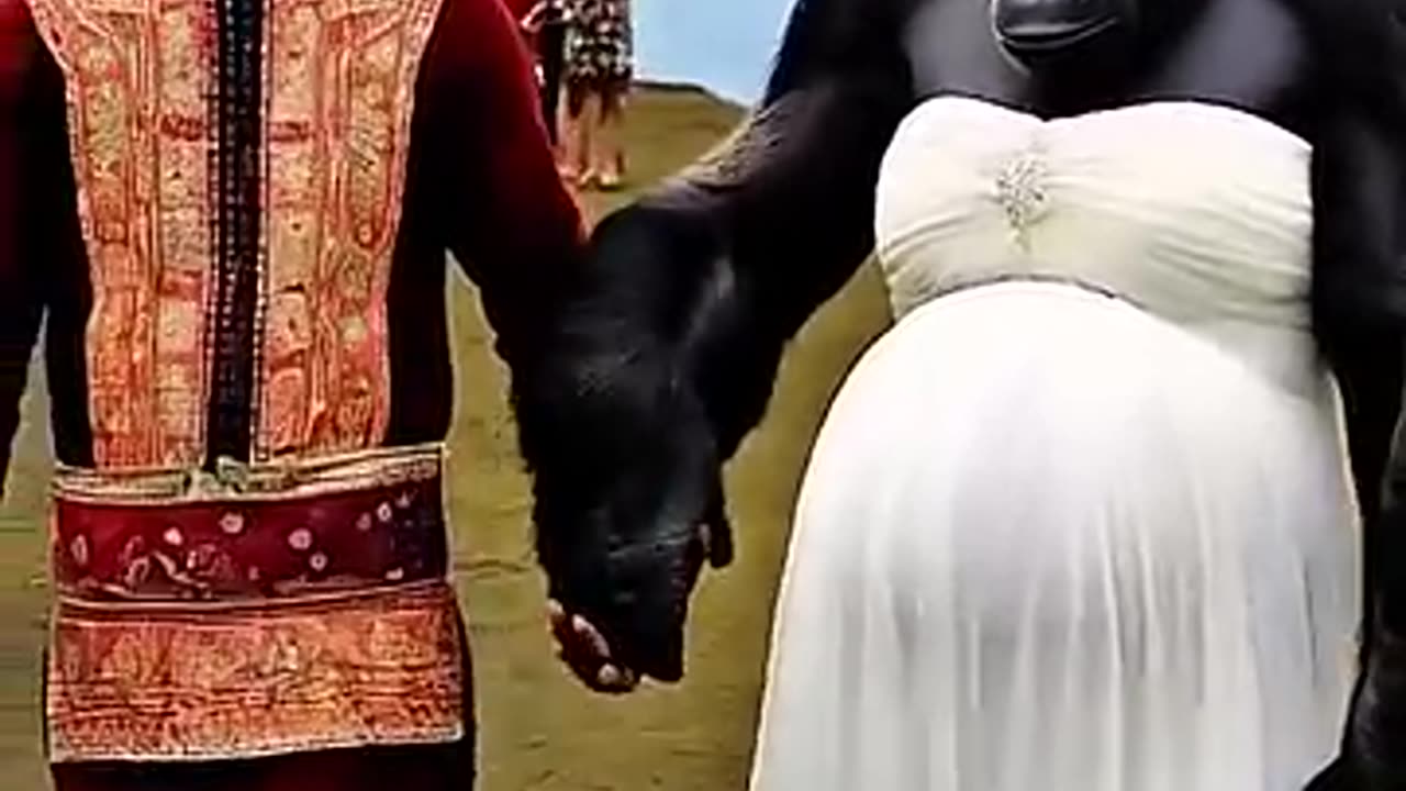 "A gorilla slaying in a wedding dress? Veil, strut, and laughs—this video is pure bananas! 🍌😂"