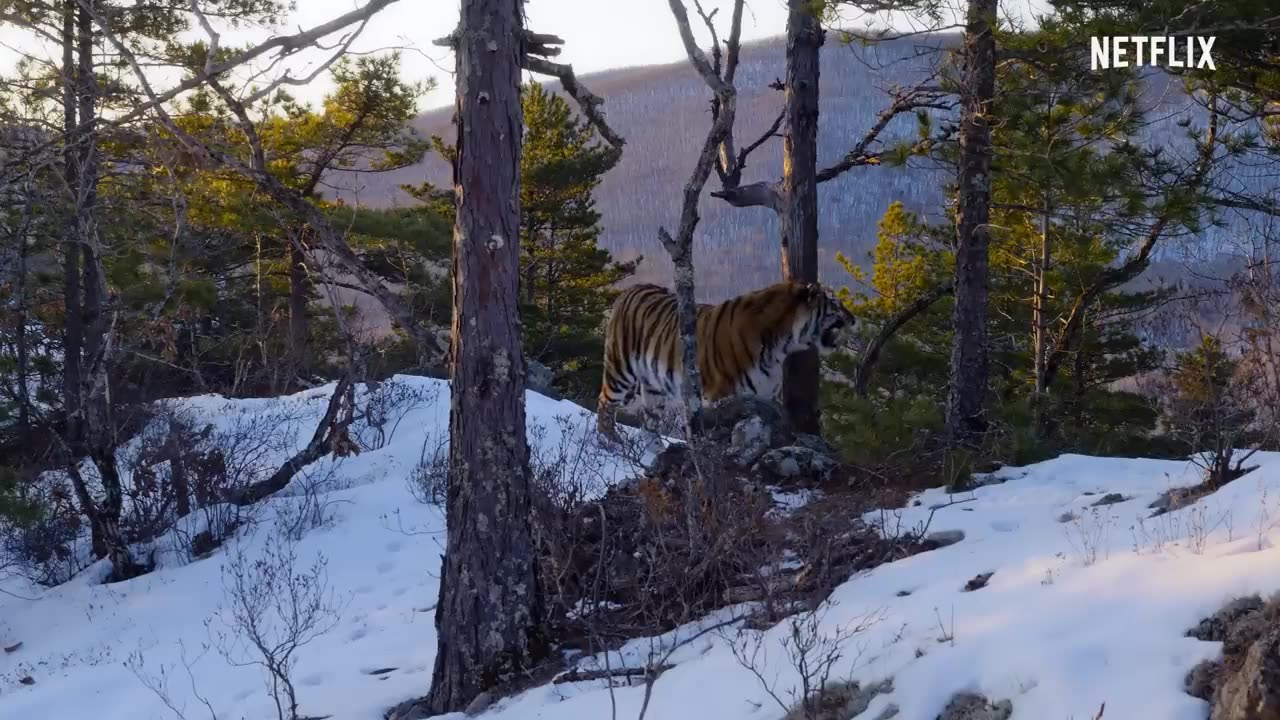 ***Our Planet | Forests | FULL EPISODE | Netflix***