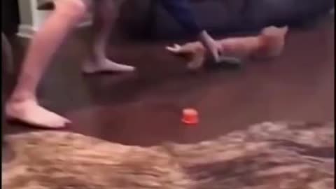 😆 OMG 😆 Funniest Cat Videos 2022 - Cat Videos Compilation