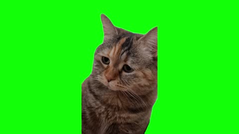 Green Screen Cats funny moments 😂