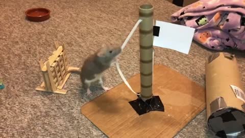 Bean the Rat Completes a Mario Agility Course