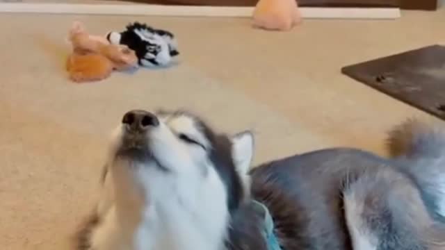 Best moments of pups