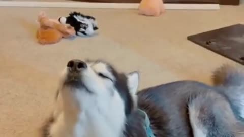 Best moments of pups