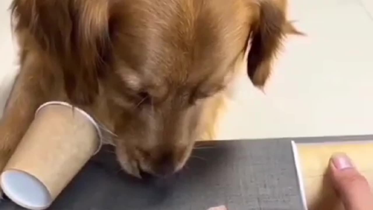 Watch the adorable reaction of a dog after it lost in a game!