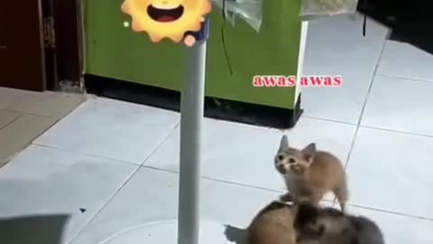 Kucing pro