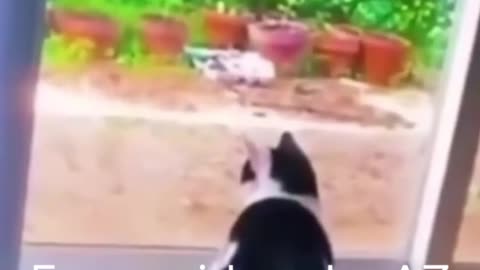 Funniest animals compilation