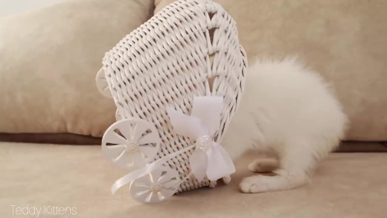 White kitten and white tiny bunnies 🐰 - It's so Сute! 🥰