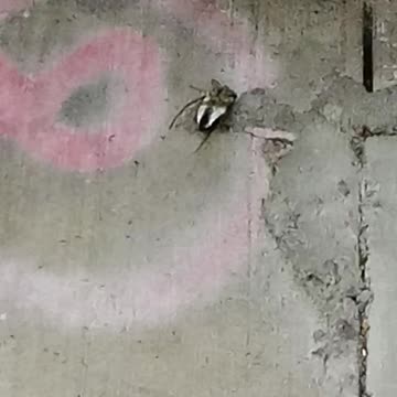 A Dying Green White Cicada