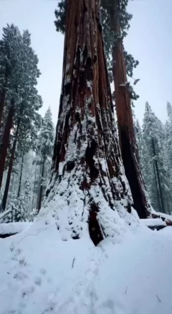 Secret passage inside a sequoia tree