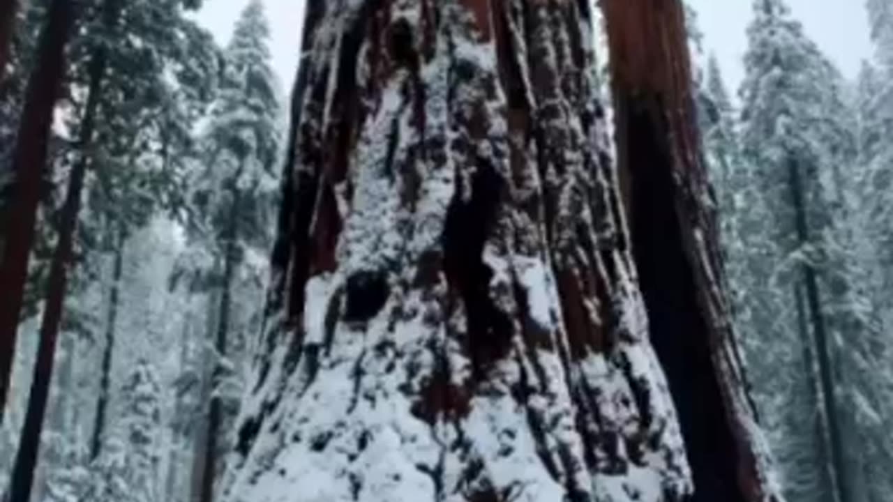 Secret passage inside a sequoia tree