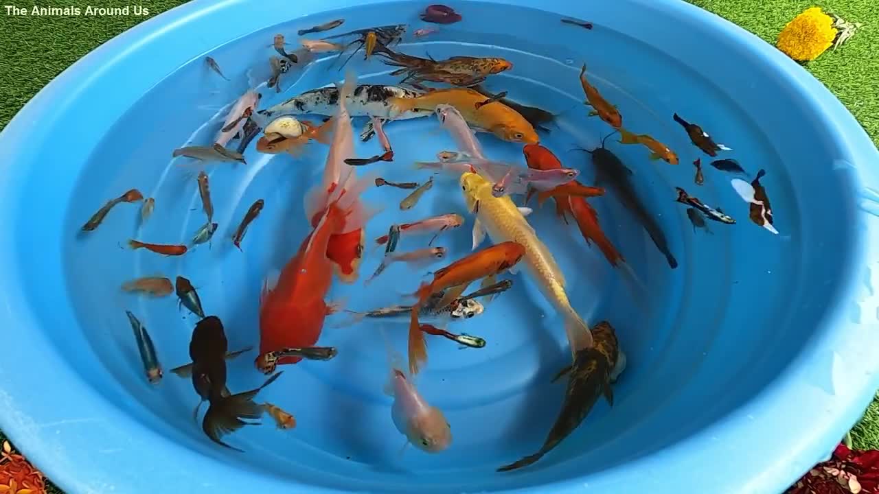 Betta Koi Pleco Snail Carp Fish Goldfish Angelfish Guppy Guppies Catfish animals Videos