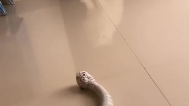 πππprank with catπππ