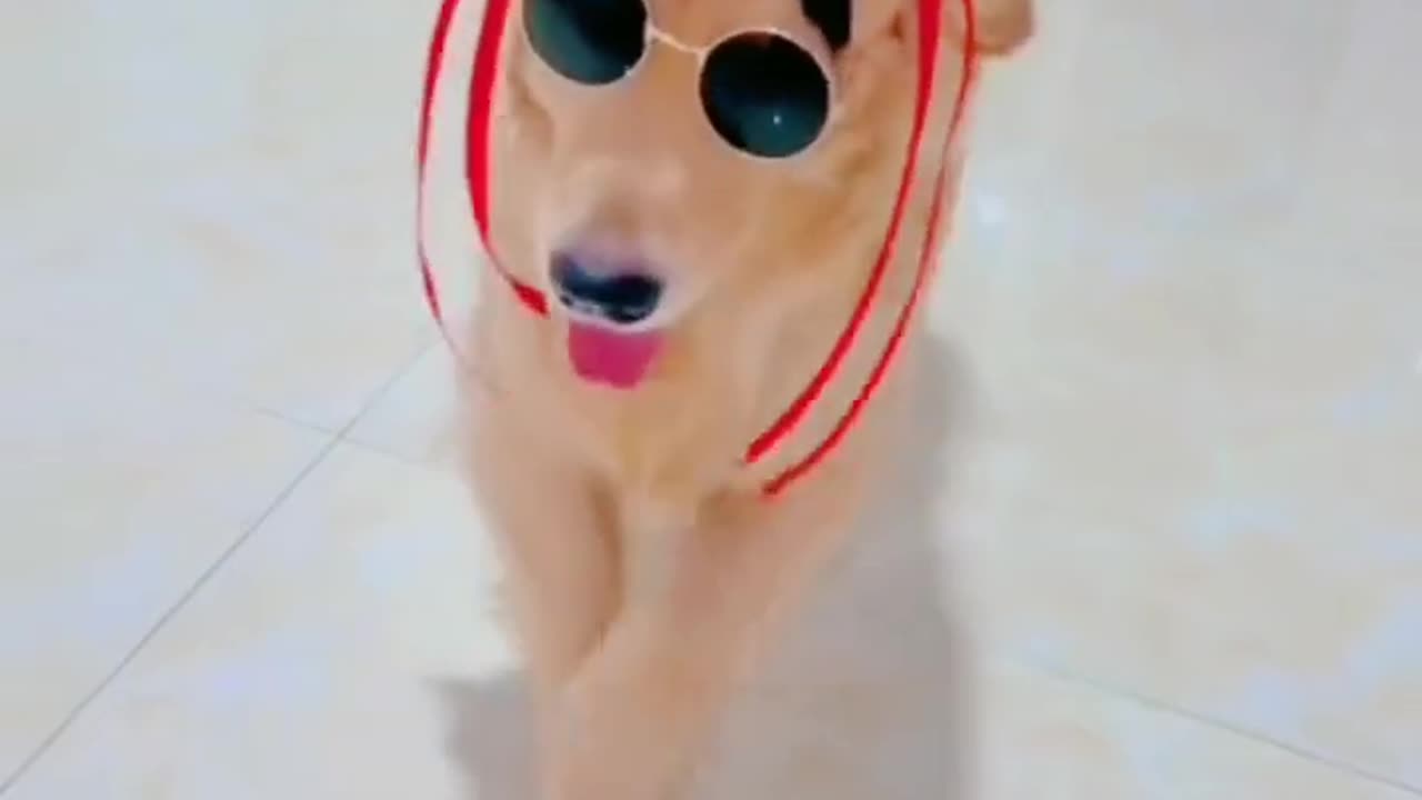 So cute dog 🐕