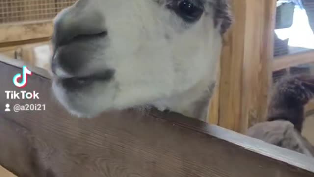 Feeding Llamas! Prospect Park Zoo