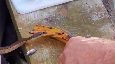 sharing a fish into little snake