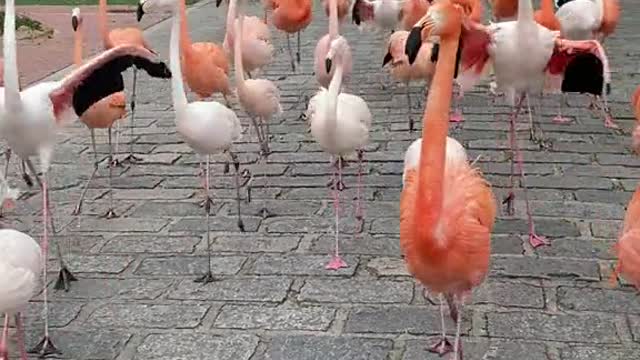 Flamingos