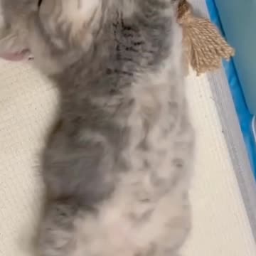 Kittecat Video And Cute Cat Video And Dog Video