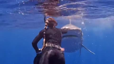 Sharks swim out to sea