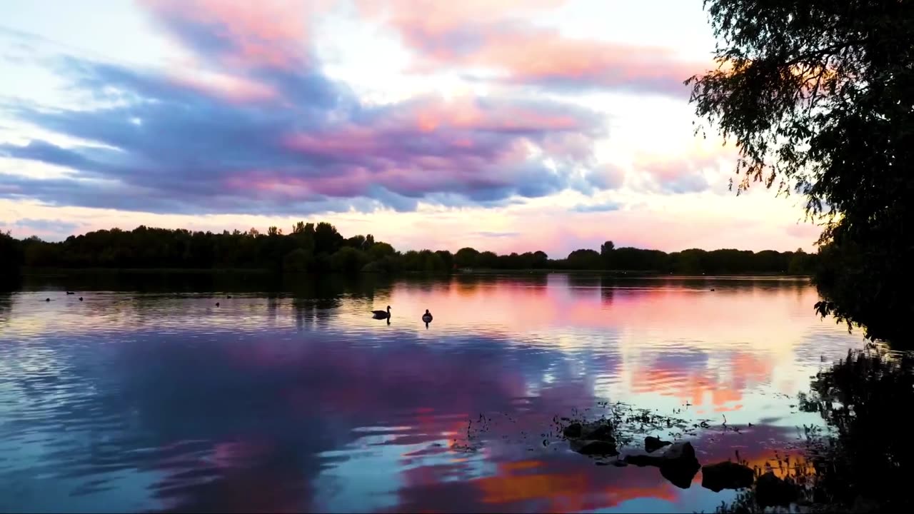 Beautiful Golden Pheasants and Wading Birds 2