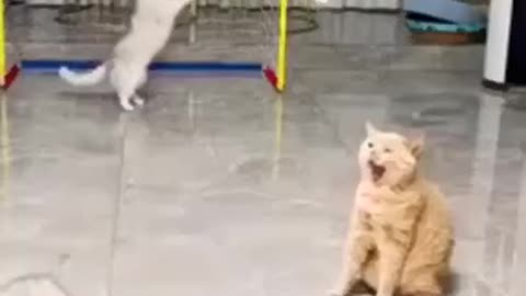 Funny🤣 cat 🐱video