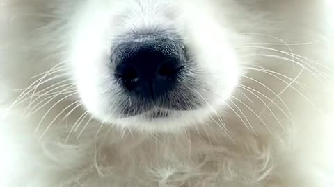 Samoyed jam