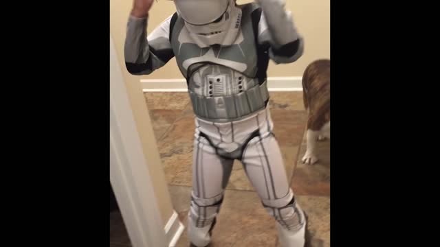 Bulldog is unimpressed by safari stormtrooper