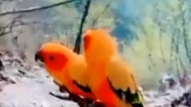 Beautiful parrots #beautiful #parrot #parrots #parrotlove #bird #birds