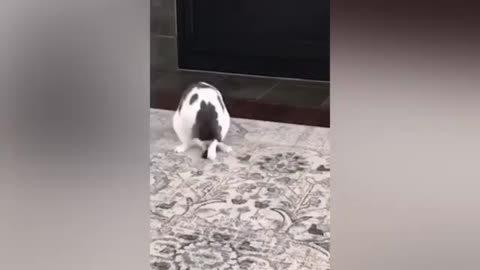 Funny Animal 😂 part 2