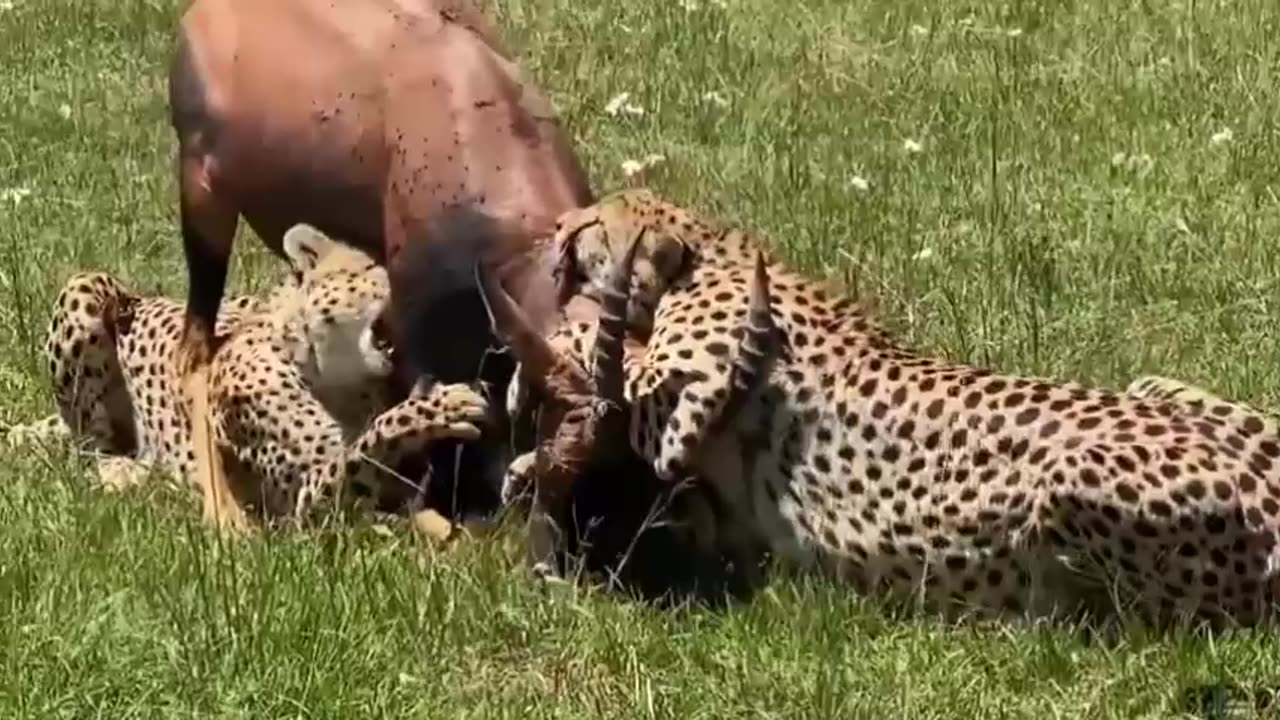 A GROUP OF CHEETAHS ATTACKED A SINGLE DEER HUNTING