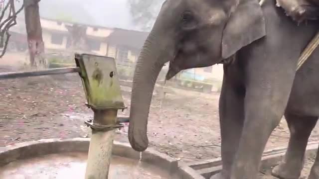 Unbelievable African Elephants in My Pool!