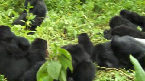 Gorilla Trekking in Bwindi Impenetrable National Park