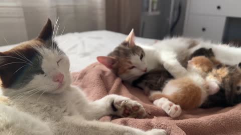 Baby Kittens receive the necessary love from Mom and Dad [Cuteness Overload]