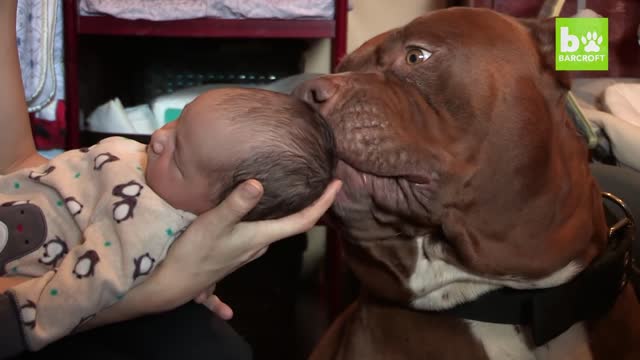 Giant Pit Bull Hulk & The Newborn Baby | DOG DYNASTY