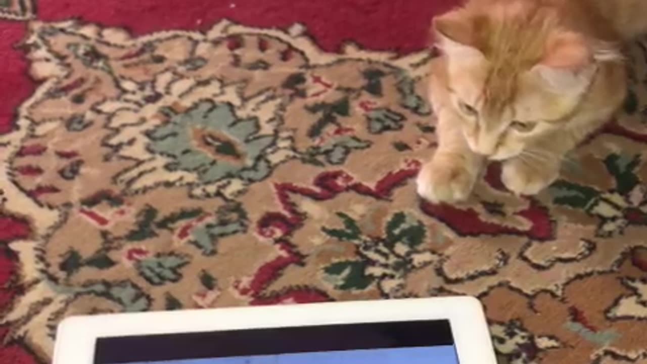 M'y cat play in tablette