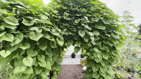 End of Aug Garden Tour