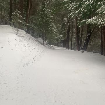 Sierra Snow This Morning with the Dogs