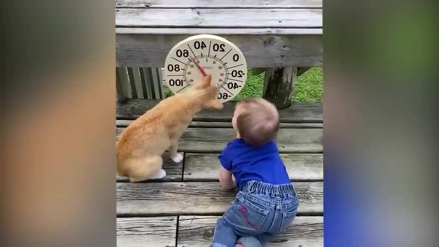 Children funny video to cat