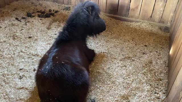 Mini Horse Licorice Laying Down 03.2020