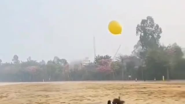 #All dogs are playing with balloon