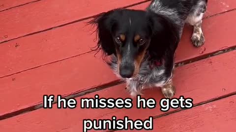 If he misses he gets punished