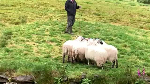 Beautiful Ireland video of sheepdog directing sheep!