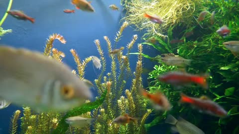 Meditation videos ander the water fish