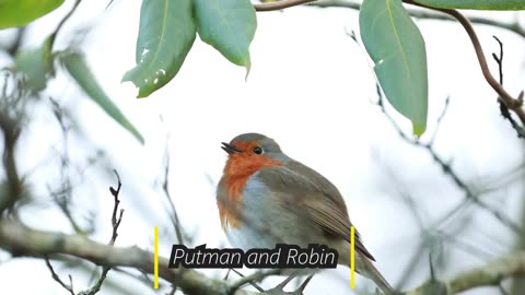 A bird perching on a tree