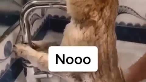 funny cat videos
