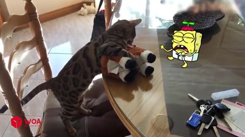 Spongebob Rides a Crazy Dog | Funny Cats and Dogs Videos | Woa D