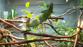 Chameleon
