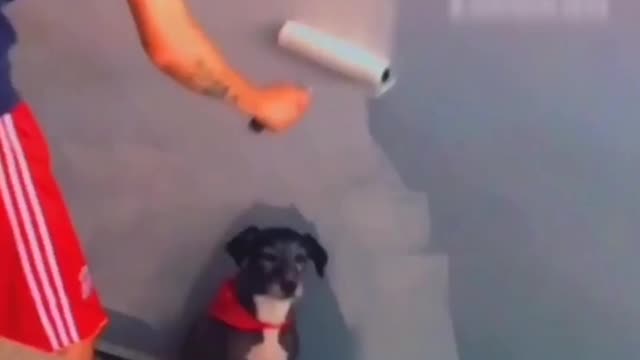 Parked Pooch Prevents Painting of Walls